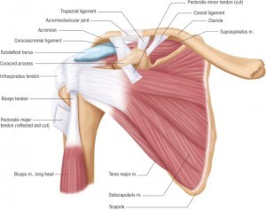 anatomie-van-schouder